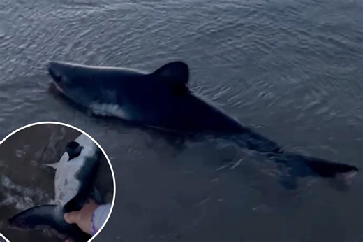 Beached shark rescued by brave dog-walker in astonishing video