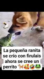 171K views · 3.6K reactions | \@Como cuando te juntas con perro a morder a prendes藍藍藍 #aratiiiiiiiiiiiiiiiiiiiiiiiiiiiiiii #reelsfbシ #reelviral #parte #humor #chistescortos #chistes #videoviral #parati #amigos | Chistes y risas contagiosas | Facebook