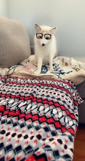 Ace in Wonderland on TikTok