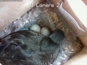 Watch and learn about the ducks using nest boxes installed by a DUC volunteer—and get ready for the ducklings to hatch! | Ducks Unlimited Canada