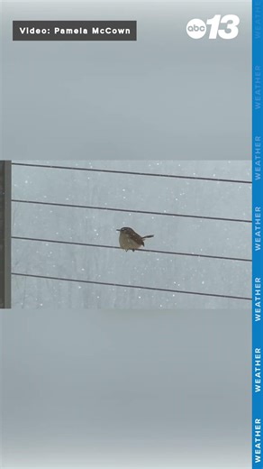Cute little bird in the snow
