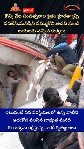 కుక్క వేల సంవత్సరాల క్రితం క్రూరత్వాన్ని వదిలేనది #bluestoneanalyze #doglove #telugu #kindness