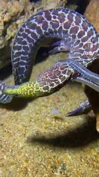 Seafood Fans Must See - Up Close！PX01631！ #diving #fishing #lobster