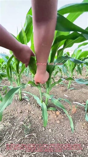 Mais ausdünnen: Wie Bauern mit der Hand die beste Ernte sichern