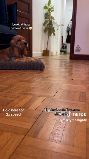 Engaging Puppy Enrichment Activities for 30 Minutes