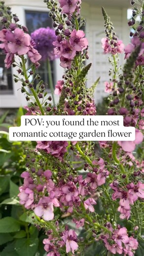 The prettiest spike flower 🤩 I looooove mullein. It’s super easy to start from seed. Southern Charm verbascum comes in a range of peach to purple hues and grows 3’ tall. Plant it in full sun and enjoy continuous flowering for weeks. I love verbascum with catmint, roses, giant allium, peonies, and salvia. Will you grow this lovely perennial? #cottagegardenflowers #romanticflowers #cottagegarden #englishgarden #mullein #verbascum | Figment Cottage Gardens