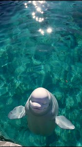 23K views · 895 reactions | Good morning! ☀️ | Mystic Aquarium | Facebook