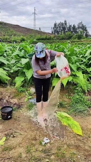 Title: Captivating Harvest: Rural Tobacco Fields Unveiled (引人入胜的收割：乡村烟草田揭秘