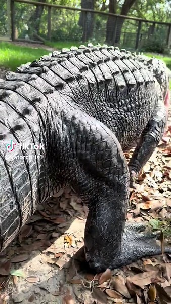 Godzilla walking 🐊 This is Stallone, our third largest rescue gator after Dino and Big Mac! ~~~Our rescue gators are wild caught nuisance gators that would’ve otherwise been destroyed. The state of Florida destroys 8,000 “nuisance” gators annually, but we don’t have a nuisance gators problem but rather a nuisance HUMAN problem. 1k people a day move to FL, unsustainably developing the land, and a lot of ignorant people making a nuisance out of themselves. NEVER feed a wild gator, never have kids
