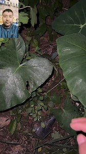 Hernuhos ta #sathi ho#follow #my#profile#highliggt | Pradip Parasar Kattel