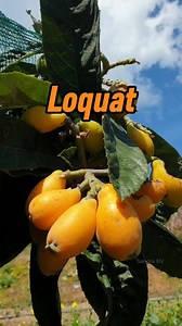 4.4K views · 79 reactions | Have you ever tasted Loquats? #fruittrees #fruit #loquat #fruitpicking #growyourownfood #organic #lifestyle #nature #countrysidelife #farminglife #gardening #reelsph #reelsphilippines | Sandra BV | Facebook