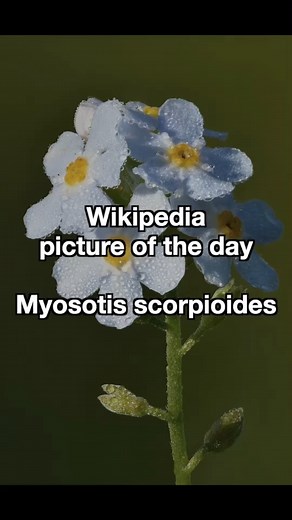 Picture of the day: Myosotis scorpioides (forget-me-not) https://en.wikipedia.org/wiki/Myosotis_scorpioides Photograph credit: Ivar Leidus Wikipedia picture of the day June 28, 2025. Licensed under the Creative Commons Attribution Share-Alike 4 international license. Links are in the description. https://creativecommons.org/licenses/by-sa/4.0/deed.en #shorts #reels #flower #herbaceous | Clyde Hoadley