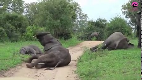 Drunken elephants really do exist, and their chaotic behavior is hilarious. Thanks to fermented marula fruit (which has an alcohol content similar to that of beer), these gentle giants end up getting drunk. - Video