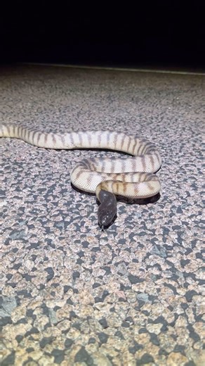 7.1K views · 266 reactions | Black Headed Python Aspidites melanocephalus Top End NT Australia | Wildman Adventures | Facebook