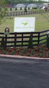 This is what Splenda Stevia dreams are made of 🌱 This Earth Day we are celebrating our new Splenda Stevia Farm coming soon 👀 Check out the link for more information on the Splenda Farm https://bit.ly/3msRjCg | Splenda