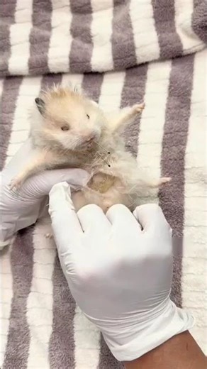 Hamster Freeze Frame: I’ll Sit Still for Mama! #Pet #Cute #Hamster