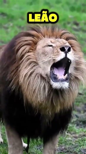 Strange sounds of predators 😬