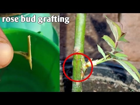 Rose Plant Bud Grafting Technique|Rose Budding