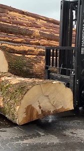 Unexpected surprise in a 100 year old ash tree | Belko Wood