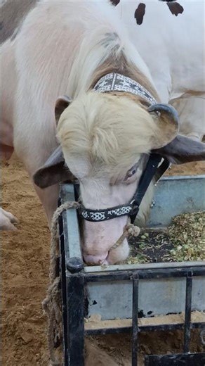 Beautiful Albino Cross Bull in Mandi" and "Unique Cattle for Qurbani 2026 #cow