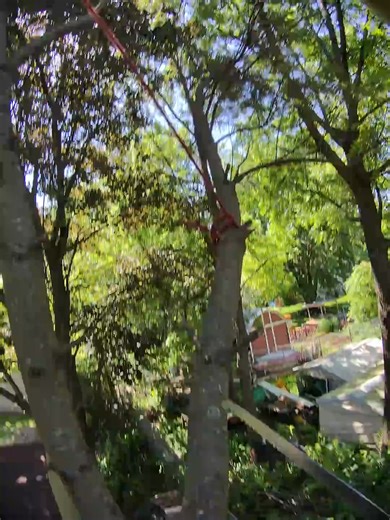 Tree rigging with hand saw 🪚 | The Tree Guys