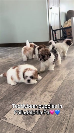Adorable Teddy Bear Puppies for Sale in Philadelphia
