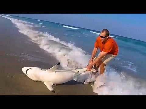 Unbelievable Animal Rescues Caught on Camera – Dramatic rescues