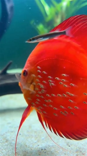 discus fish reproduction 🐠 Welcome to our community, a space where the passion for aquariums meets the art of aquascaping. Here we explore the fascinating biodiversity of freshwater ecosystems. freshwater, offering you the best guide and expert advice for the care of discus fish (Symphysodon) and its most beautiful varieties. Immerse yourself in the world of living nature and discover how a planted aquarium can transform your home into a haven of relaxation and sustainability. Whether you are a