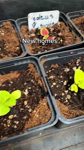 Overcrowded Coleus babies☺️