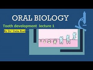 Oral Histology - LEC 1 Tooth development part 1