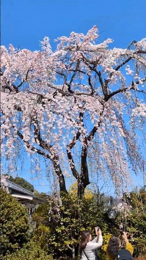 【ストピ】春に寄す short ver.【川越・中院】 / E.Grieg "to spring"