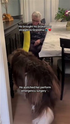 Grandma fixing dog’s toy YOU MUST SEE HIS SMILE AFTER... 🥹