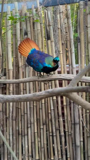 Mr Monal, showcasing his display- aerial style 💜💙🖤 #himalayanmonal #impeyanpheasant #monalmonday #hotoffthenest #pheasantsofinstagram #endangeredbirds #Lophophorusimpejanus | Hot Off The Nest