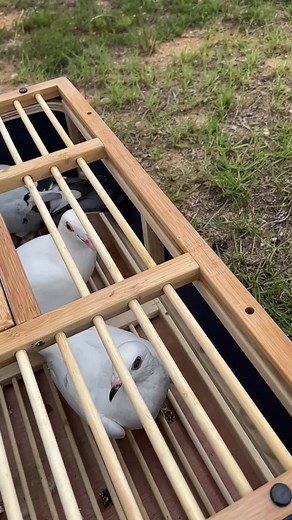 2.6M views · 10K reactions | Released the homing pigeons this morning. #pigeon #pigeons #birds #bird #petbirds #pets | Cog Hill Farm | Facebook