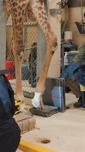 How To X-Ray A Giraffe’s Hoof #goodtoknow #vet #medicine #funfacts #lifehack #educational #technique