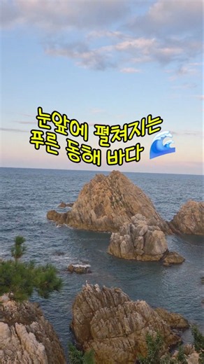 바다 보러 가다 마주친 강릉 인생 드라이브 코스 🌲🌊 #shorts#강릉여행 #안목해변 #드라이브 #강릉가볼만한곳 #랜선여행 #강원도여행 강릉여행
