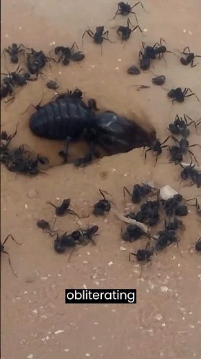 A Spider vs. Ant Colony 💥