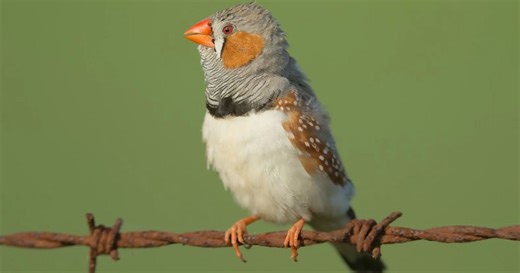 A Hit of Dopamine Tells Baby Birds When Their Song Practice Is Paying Off | Duke Today