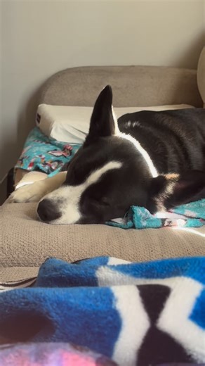 Happy 3rd birthday Jack-Jack 🥳🐾 | Stephanie Smith