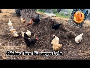 Composting chicken run! | turning food waste into compost with hep from our hens