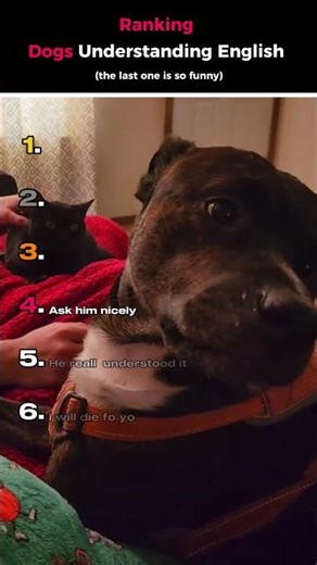 Ranking Dogs Understanding English😂🐕#shorts