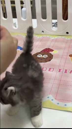 Cute Kittens Playtime Fun! #Shorts