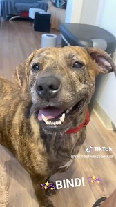 Meet Bindi! She is a 3-year-old, 60 lb mixed breed (brindle coat), who was rescued from Georgia. She has never really lived inside before and is adjusting to new routines. Bindi can be wary and nervous when meeting new people or dogs. She does best with slow, gentle, introductions, and she doesn’t like surprises, so she needs to be approached calmly and carefully by new people. A home without kids or other pets would suit her best—at least in the beginning, while she learns to build trust. In Ge