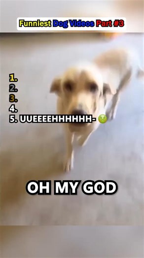 😂FUNNIEST Dog Videos Part #3🐶 #pets #dogs #trending #shorts