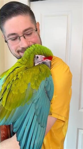 Are Macaws Affectionate?
