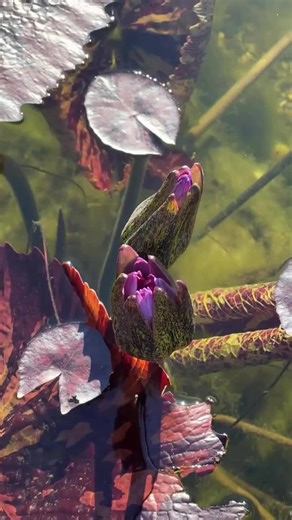 Yesterday we showed you how to plant a lily, here’s how it turned out! 🪷 #planting #flower #lily #ponds #aquascape