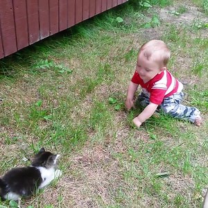 338K views · 2.2K shares | Cats VS Babies lol | Best Pets Ever | Facebook