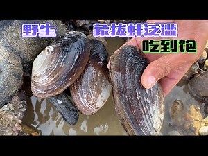 《环球探海记》阿曼~第2天：中东土豪都不吃象拔蚌吗？随便找一个沙滩都能挖到好多！"Global Quest" Oman ~ Day 2！