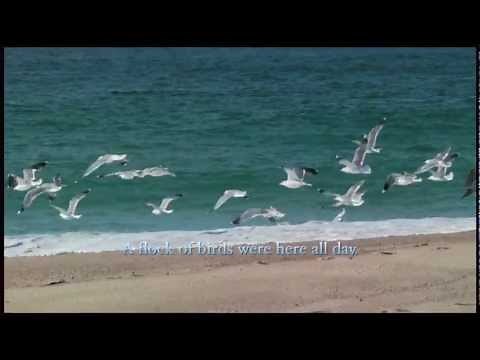 Flocks of Seagulls With Relaxing Ocean Sounds