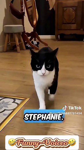 Funny Animal Voiceover Compilation